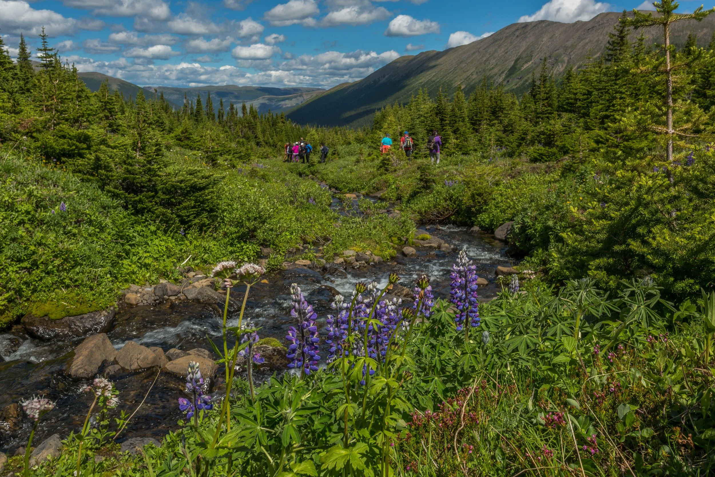 Holzworth Meadows — Visit Tumbler Ridge